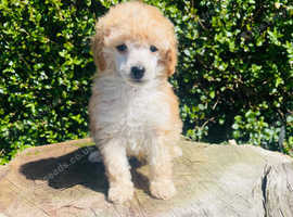 Toy Poodle Puppy.