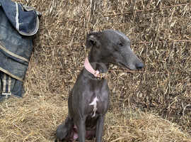 Beautiful whippet pups looking for their forever homes.
