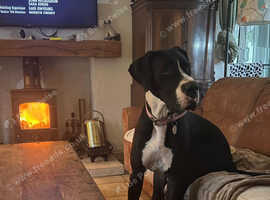 Superb Home bred Health Tested KC Dane pups