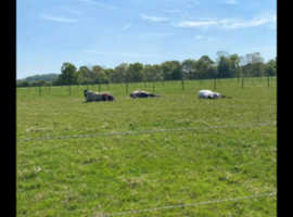 5 or 7 day livery in family yard, Brokerswood