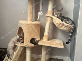5 Charcoal and 1 snow males now are ready for reservation!