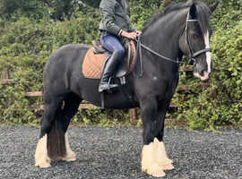 Outstanding 15.2/3H 5Yo Irish Cob Mare