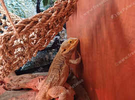 Harry the bearded dragon