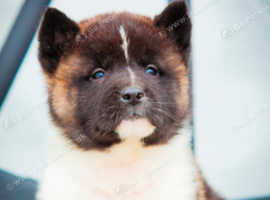American Akita pups