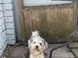 Maltese Yorkshire terrier Male 2 year old