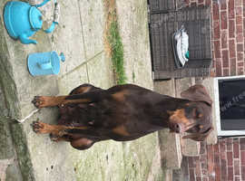 Adorable Doberman puppies