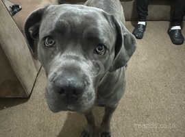 2 year old female Cane Corso