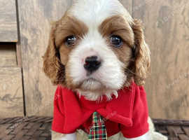 Adorable Cavalier King Charles Spaniel Puppies