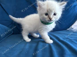 Beautiful pure bred ragdoll kitten litter