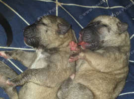 Cane corso x American akita cross for sale
