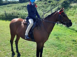 Belle - Welsh Partbred