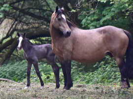 Cascob mare with colt foal at foot.