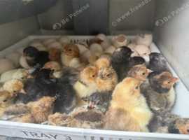 Hatching eggs frizzle pekins, sebrights, silkies
