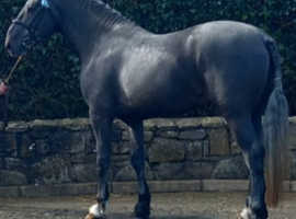 Irish draught stallion