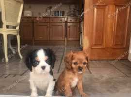 Gorgeous Cavalier King Charles Spaniel Puppies