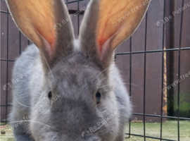 Giant papillons for sale !!REDUCED!!