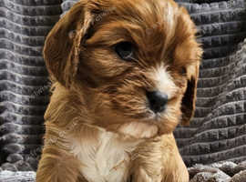 KC Registered Cavalier Puppies from Champ line