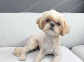 Imperial shih tzu (Now Rehomed )