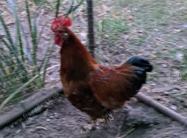 Lovely cockeral