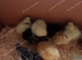 Light Sussex chicks
