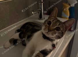 rehoming urgent!!!