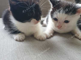 Kittens