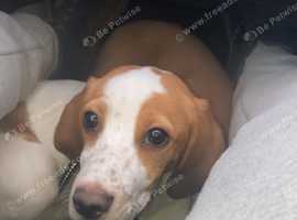 Beagle x cocker spaniel