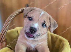 Staffy x cross American akita