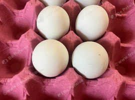 Cream legbar hatching eggs