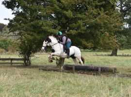 13.1hh coloured cob