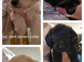 Miniature Labradoodle puppies