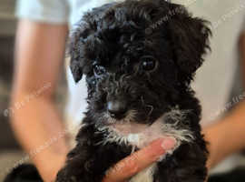 Jackapoo pups boys