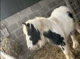 Filly foals looking for forever home