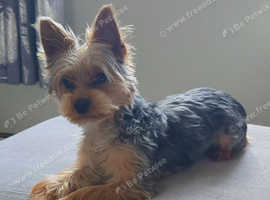 Winston is a 1 year old Yorkshire terrier