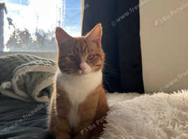 Beautiful orange male cat
