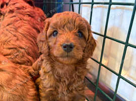Red F1b Cavapoos ready end of may