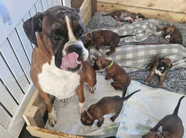 Boxer puppies