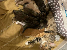 4 tabby kittens for sale