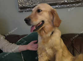 (PLEASE READ) female golden retriever for forever home