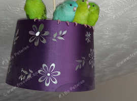 For sale 3 handreared hand tame Lineolated Parakeets