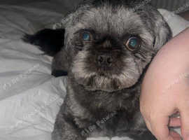 Male Shih Tzu