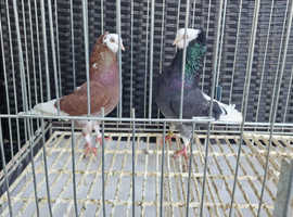 Mix birds for sale
