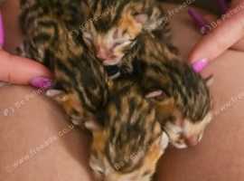 Bengal kittens