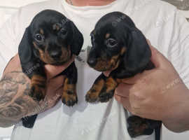 For Sale Beautiful Miniature Smooth haired Dachshunds