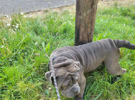 Male African mastiff