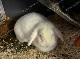 Rabbit