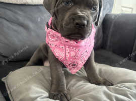 Last 2 beautiful cane corso girls
