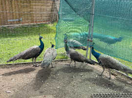 Peacocks for sale, bred from our own stock.  3 males, 1 female, 1 year old