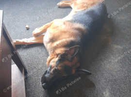 Rehomeing german shepherd  ASAP