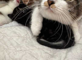 Female cat aged 2 and a half